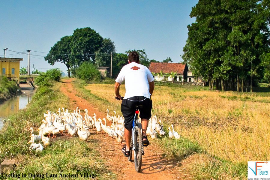 Hanoi Cycling Trip Duong Lam Ancient Village 1 Day